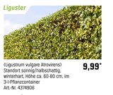 Liguster Angebote bei OBI Recklinghausen für 9,99 €