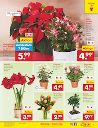 Blumen Angebot im aktuellen Netto Marken-Discount Prospekt auf Seite 7
