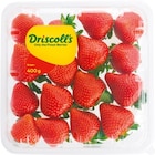 Erdbeeren von Driscoll's im aktuellen Netto mit dem Scottie Prospekt