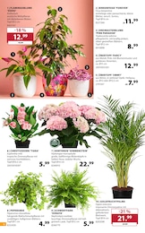 Zimmerpflanzen im Dehner Garten-Center Prospekt "SOMMER MEDITERRAN" auf Seite 6