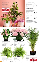 Aktueller Dehner Garten-Center Prospekt mit Hortensie, "SOMMER MEDITERRAN", Seite 6