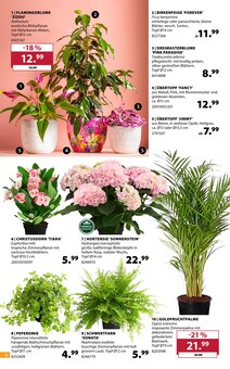 Zimmerpflanzen im Dehner Garten-Center Prospekt "SOMMER MEDITERRAN" mit 16 Seiten (Essen)