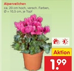 Alpenveilchen für 1,99 € bei Netto Marken-Discount im Angebot Alpenveilchen im aktuellen Netto Marken-Discount Prospekt