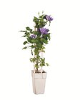 Clematis im Angebot bei Lidl in Dülmen Clematis Angebote bei Lidl Dülmen für 3,99 €