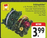 Frühlingsblüher Angebote bei EDEKA Gera für 3,99 €
