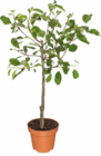 Zwergobstbaum Angebote bei Netto Marken-Discount Esslingen für 9,99 €