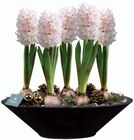 Composition jacinthe en coupe zinc - Lidl à Châlons-en-Champagne Composition jacinthe en coupe zinc en promo chez Lidl Châlons-en-Champagne à 13,99 €