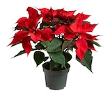 Weihnachtsstern Angebote bei Lidl Dreieich für 2,29 €