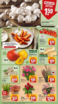 Pflanzen im aktuellen REWE Prospekt (Mönchengladbach) Pflanzen im REWE Prospekt "Dein Markt" mit 24 Seiten (Mönchengladbach)