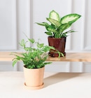 Plante verte avec cache-pot céramique et soucoupe en promo chez Super U Calais à 5,99 €