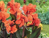 Canna "cannova" en promo chez Delbard Canna "cannova" dans le catalogue Delbard