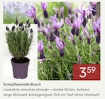 Schopflavendel-Busch im aktuellen Pflanzen Kölle Prospekt