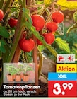 Tomatenpflanzen im aktuellen Netto Marken-Discount Prospekt