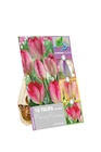 Lidl Odelzhausen - Tulipa Sun Lover Angebot im Prospekt Tulipa Sun Lover bei Lidl im Odelzhausen Prospekt für 2,49 €