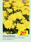 Chrysanthemen im Angebot bei toom Baumarkt in Essen Chrysanthemen Angebote bei toom Baumarkt Essen für 2,69 €