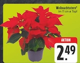 Weihnachtsstern Angebote bei EDEKA Amberg für 2,49 €
