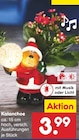 Kalanchoe im aktuellen Netto Marken-Discount Prospekt
