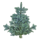 Aktuelle Pflanzen Angebote bei Thomas Philipps in Aachen Aktuelles Nobilis Angebot bei Thomas Philipps in Aachen ab 2,22 €