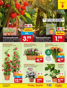 Blumen im Netto Marken-Discount Prospekt "Aktuelle Angebote" mit 62 Seiten (Nürnberg)