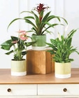 PLANTE FLEURIE dans le catalogue Hyper U