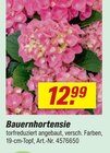 Aktuelle Hortensie Angebote bei toom Baumarkt in Ulm Aktuelles Bauernhortensie Angebot bei toom Baumarkt in Ulm ab 12,99 âŹ