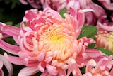 Promo Chrysanthème à grosses fleurs à 9,99 € dans le catalogue Jardiland à Groslay