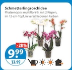 Schmetterlingsorchidee von  im aktuellen V-Markt Prospekt für 9,99 €
