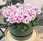 Aktuelles Alpenveilchen Cyclame „Illusia“ Angebot bei Raiffeisenmarkt in Bremen ab 3,99 €