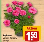 Topfrose Angebote bei REWE Freital für 1,59 €