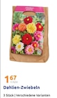 Dahlien-Zwiebeln für 1,67 € bei Action im Angebot Dahlien-Zwiebeln im aktuellen Action Prospekt