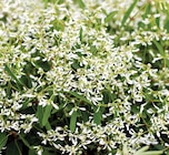 Promo Euphorbe Blanche à 3,59 € dans le catalogue Ma Jardinerie à Exincourt