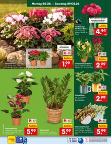 Pflanzen im Netto Marken-Discount Prospekt "Aktuelle Angebote" mit 72 Seiten (Saarbrücken)