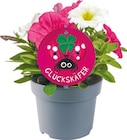 Großblumige Petunien Glückskäfer für 2,69 € bei Netto mit dem Scottie im Angebot Großblumige Petunien Glückskäfer im aktuellen Netto mit dem Scottie Prospekt