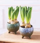 Composition de 3 jacinthes en promo chez Super U Composition de 3 jacinthes dans le catalogue Super U