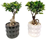 Ginseng Bonsai oder Herbstarrangement Angebote bei REWE Rheine für 8,99 €