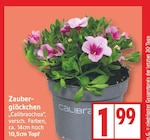 Zauberglöckchen Calibrachoa im aktuellen EDEKA Prospekt