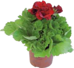 Edelgeranie Angebote von FloraSelf bei Hornbach Chemnitz für 4,99 €