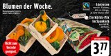 EDEKA Stolberg - Edelrosen Angebot im Prospekt Edelrosen bei EDEKA im Stolberg Prospekt für 3,77 €
