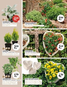 Blumentopf im ROSENGUT Langerwisch Prospekt "ENDLICH HERBST!" mit 12 Seiten (Potsdam)