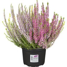 Knospenblüher-Heide "Garden Girls" Trio Topf-Ø ca. 13 cm Calluna vulgaris Angebot in Bad Berleburg im aktuellen Prospekt bei OBI in Bad Berleburg