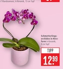 Schmetterlingsorchidee in Herzform bei Marktkauf im Heuchlingen Prospekt für 12,99 €