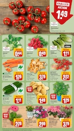 Pflanzen Angebot im aktuellen REWE Prospekt auf Seite 7