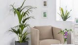 Kentia Palme Angebote bei Pflanzen Kölle Norderstedt für 19,99 €