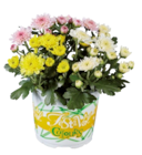 Chrysantheme multifleurs - Lidl à Chartres Chrysantheme multifleurs en promo chez Lidl Chartres à 1,49 €