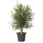 Olivier en promo chez Carrefour Clichy-sous-Bois à 69,99 €