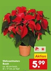 Aktuelles Weihnachtsstern Angebot bei Netto Marken-Discount in Stuttgart ab 5,99 €