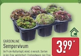 ALDI Nord - Sempervivum Angebot im Prospekt Sempervivum bei ALDI Nord im Prospekt "" für 3,99 €