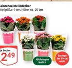 Aktuelles Kalanchoe im Eisbecher Angebot bei GLOBUS in Mannheim ab 2,49 €