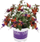Globus-Baumarkt - Fuchsien (Fuchsia) Angebot im Prospekt Fuchsien (Fuchsia) bei Globus-Baumarkt im Prospekt "" für 1,99 €