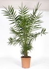 Palme Angebote bei Thomas Philipps Wilhelmshaven für 26,99 €